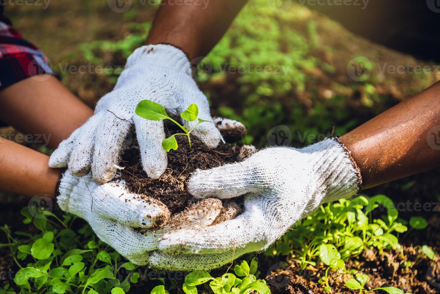 le coppie aiutano a coltivare gli ortaggi. scavare nel terreno la coltivazione dell'orto e separare la prima crescita. cavolo cinese vegetale vegetale foto