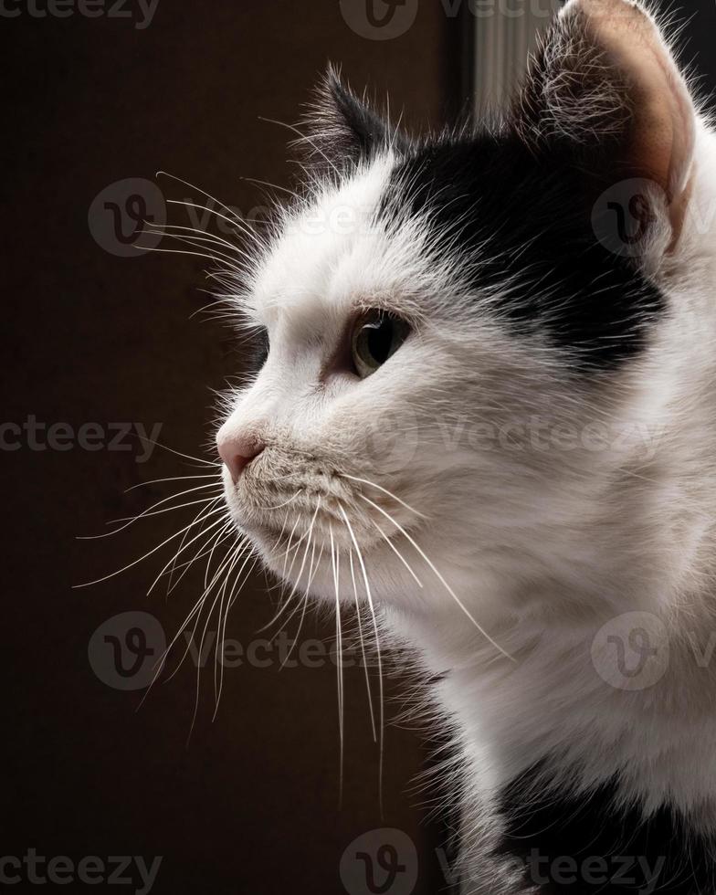 faccia di gatto di profilo, ritratto di gattino bianco e nero foto