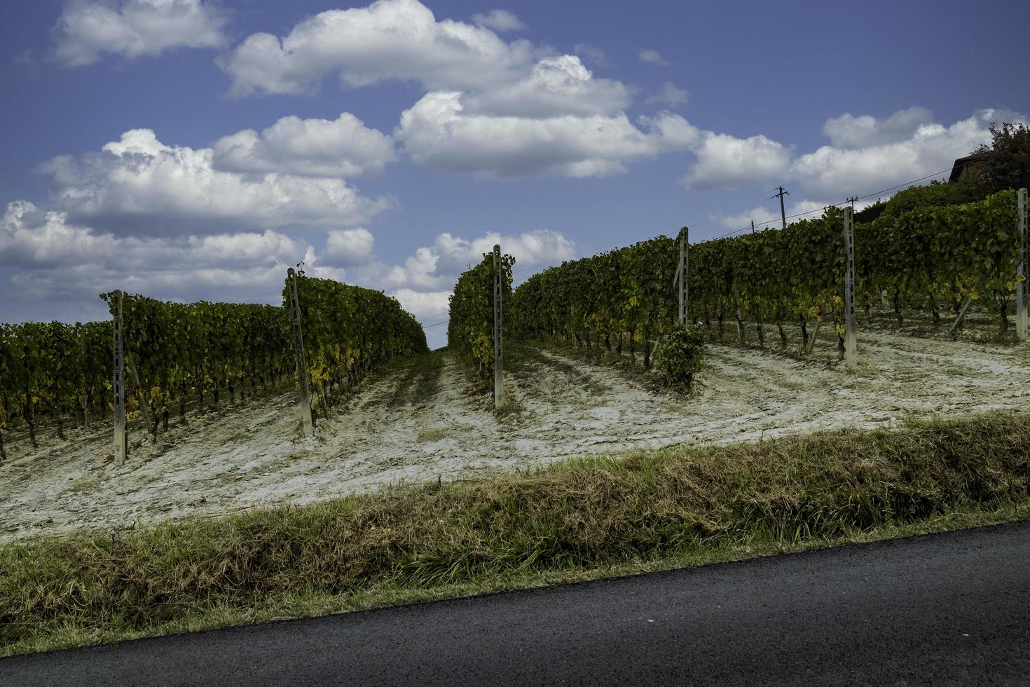 i vigneti delle langhe piemontesi in autunno foto