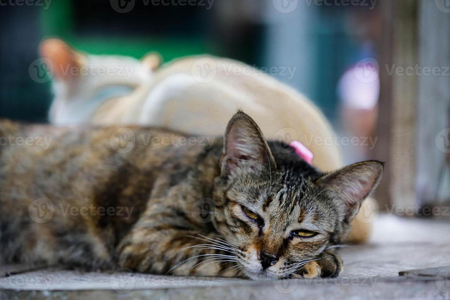 gatto assonnato sul pavimento foto