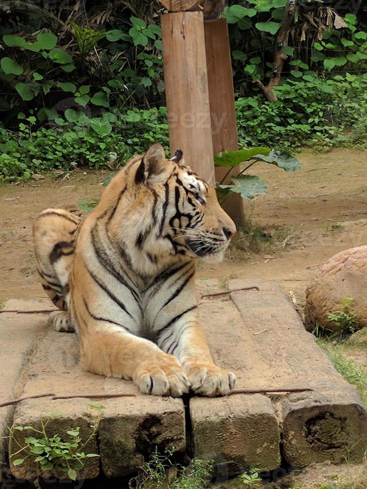 una tigre è seduta tranquillamente su una roccia con uno sfondo di piante foto