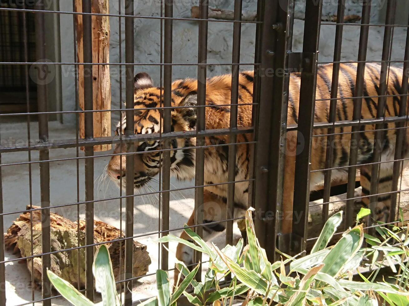 una tigre sta camminando all'interno della grotta foto