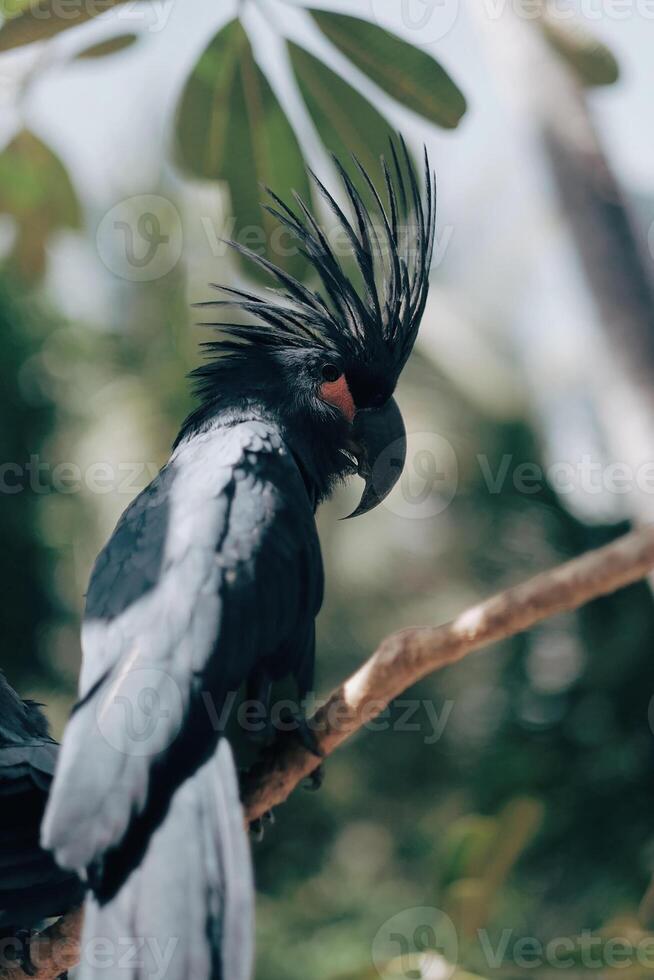 storni neri con bellissime piume appollaiate sugli alberi con motion blur foto