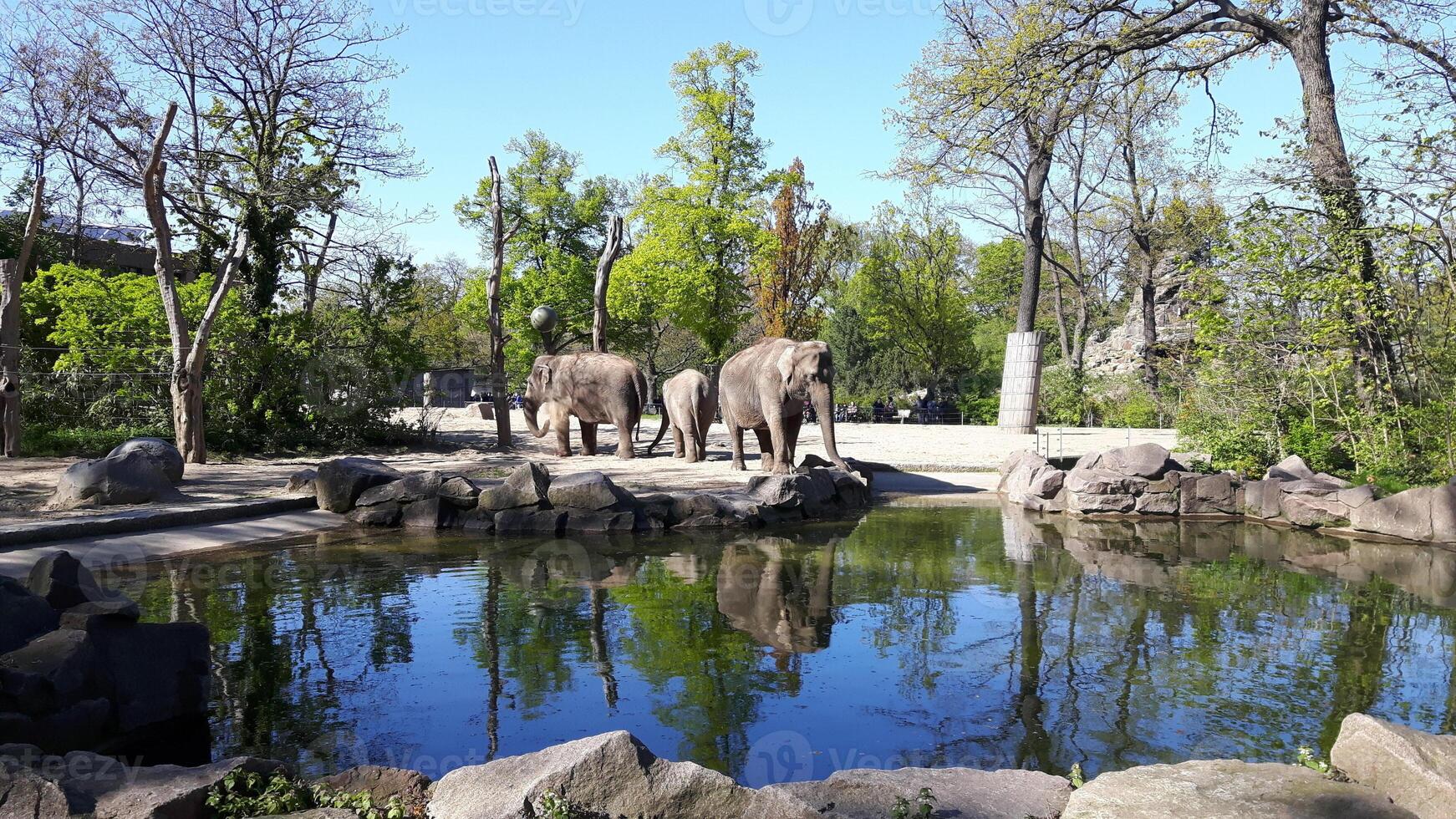 tre elefanti si crogiolavano sul bordo dell'acqua in una gabbia in uno zoo foto