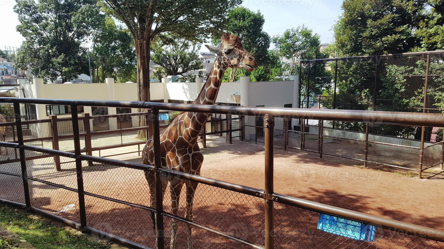 una giraffa in una gabbia di ferro con del terreno sotto foto