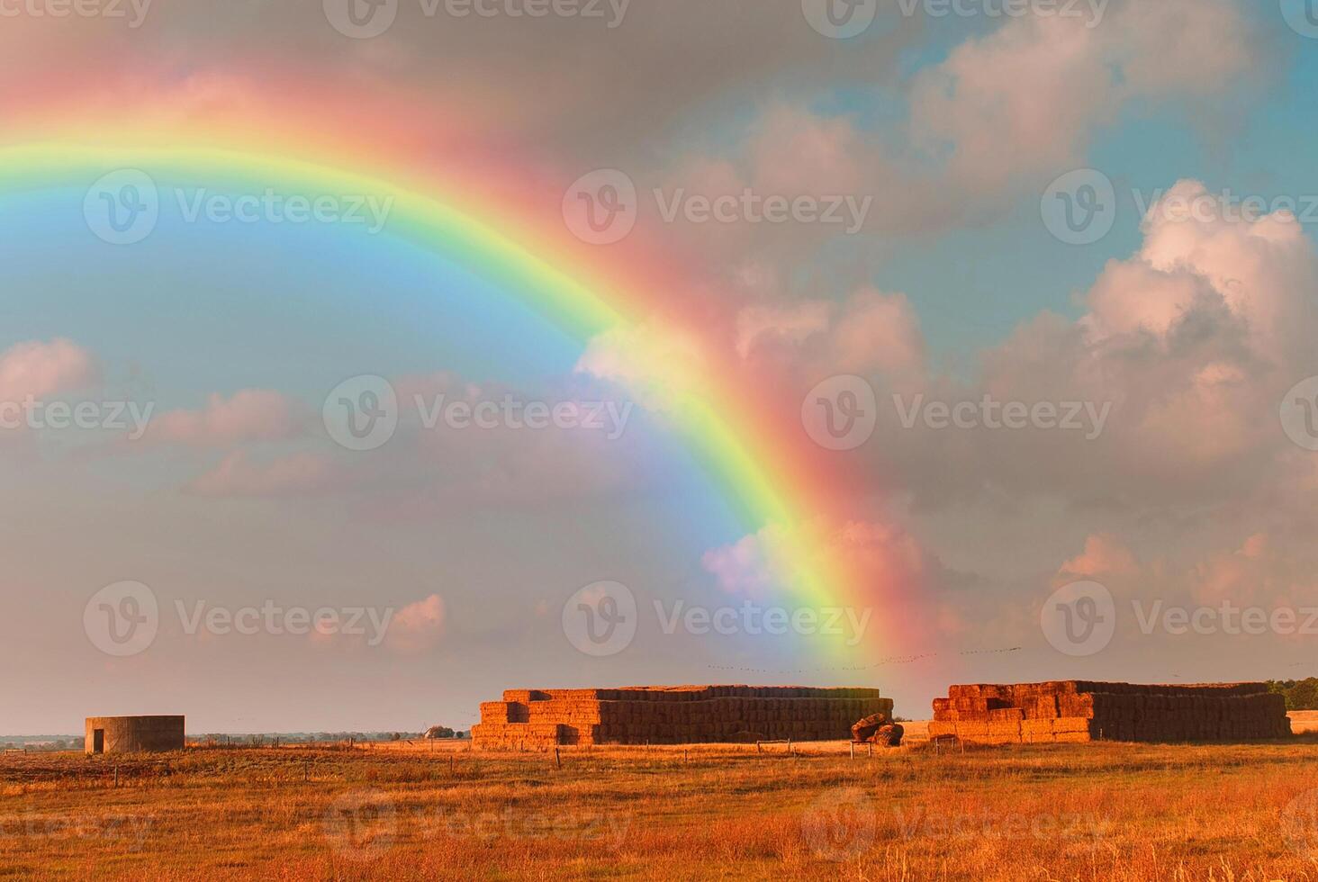 arcobaleno colorato ambiente estivo soleggiato bosco di abeti con erba e alberi su orange foto