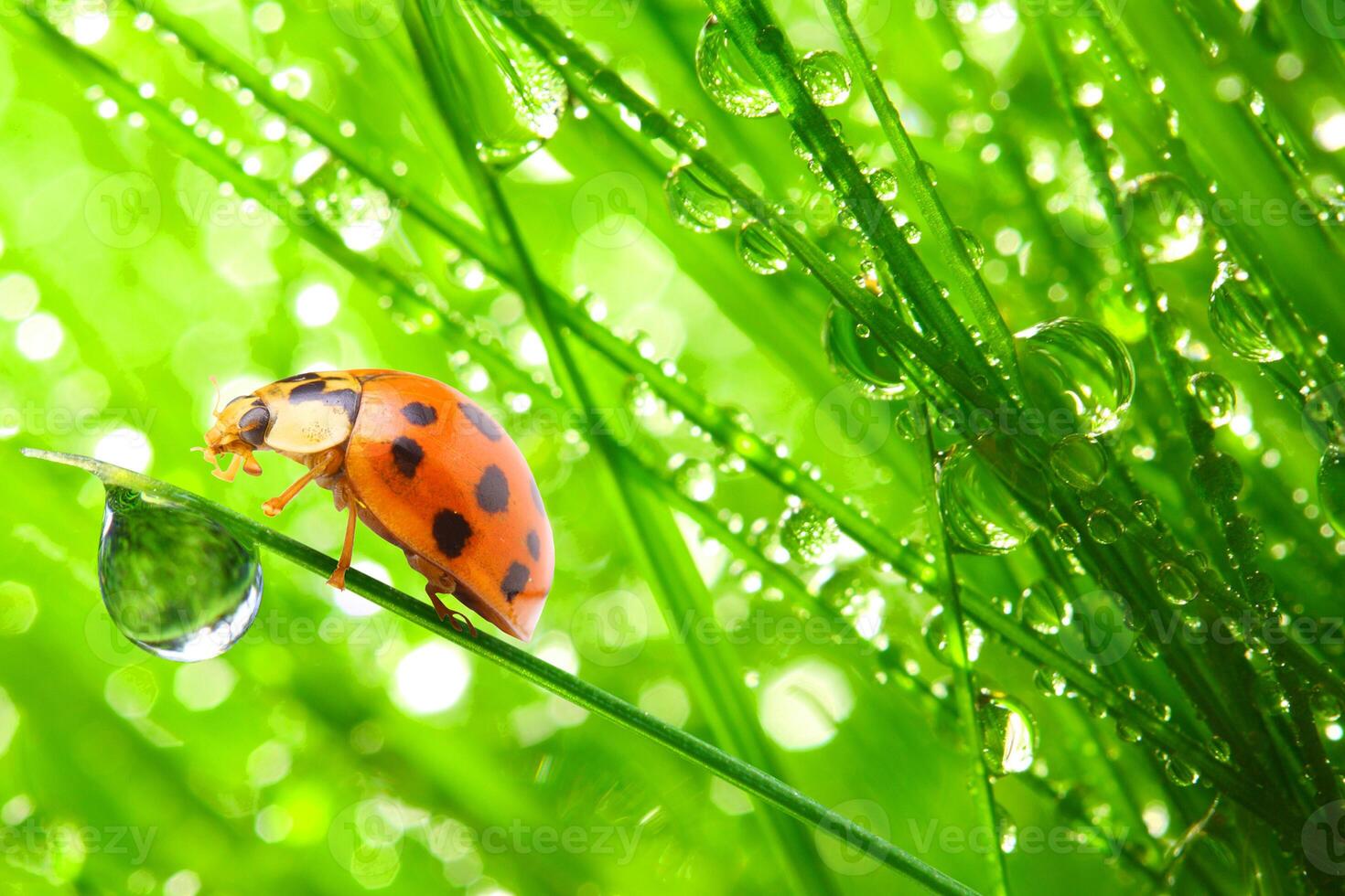 coccinelle rosse sedute su foglie verdi ed erba rugiadosa con la natura. foto