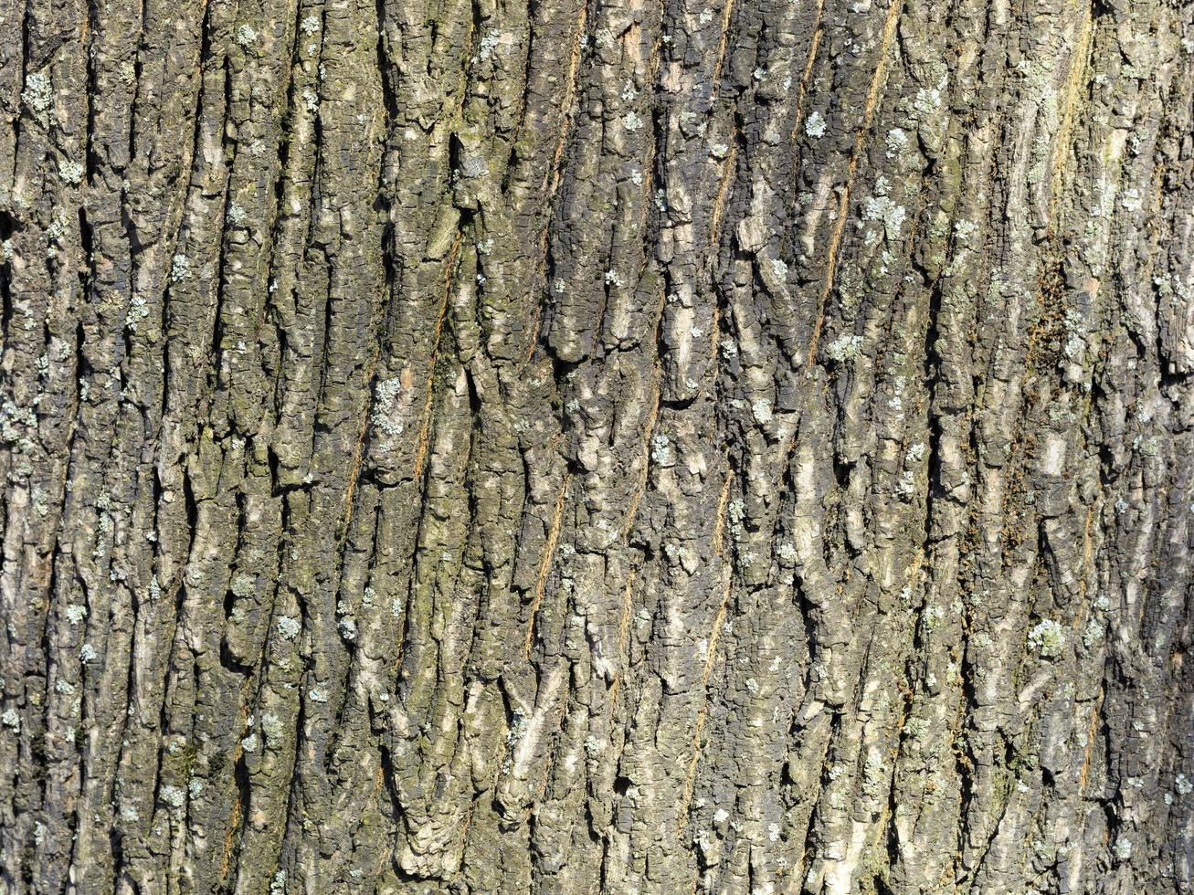 trama e sfondo della vecchia corteccia di quercia foto