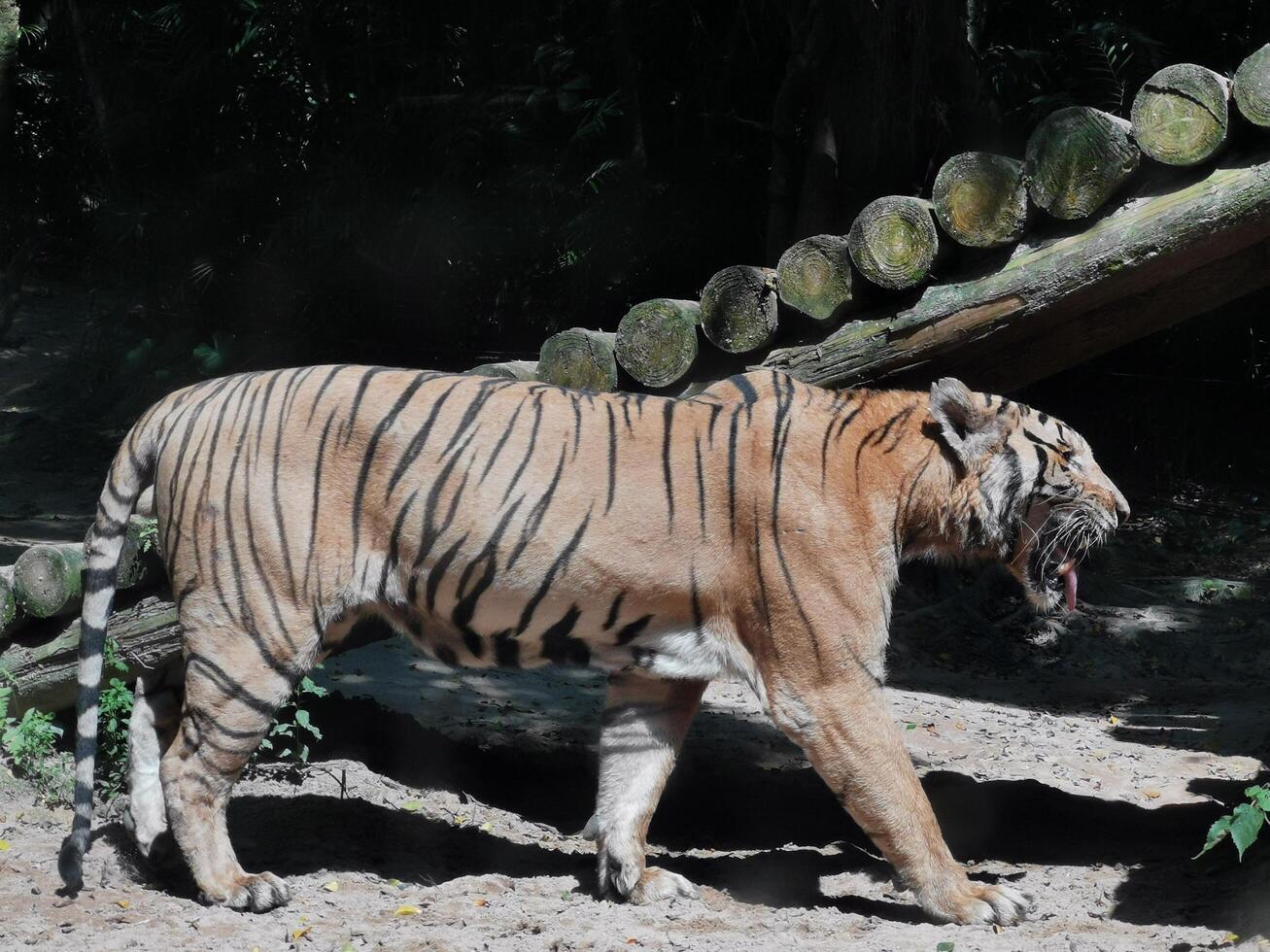 una tigre sta camminando allo stato brado sullo sfondo di un tronco d'albero verde foto