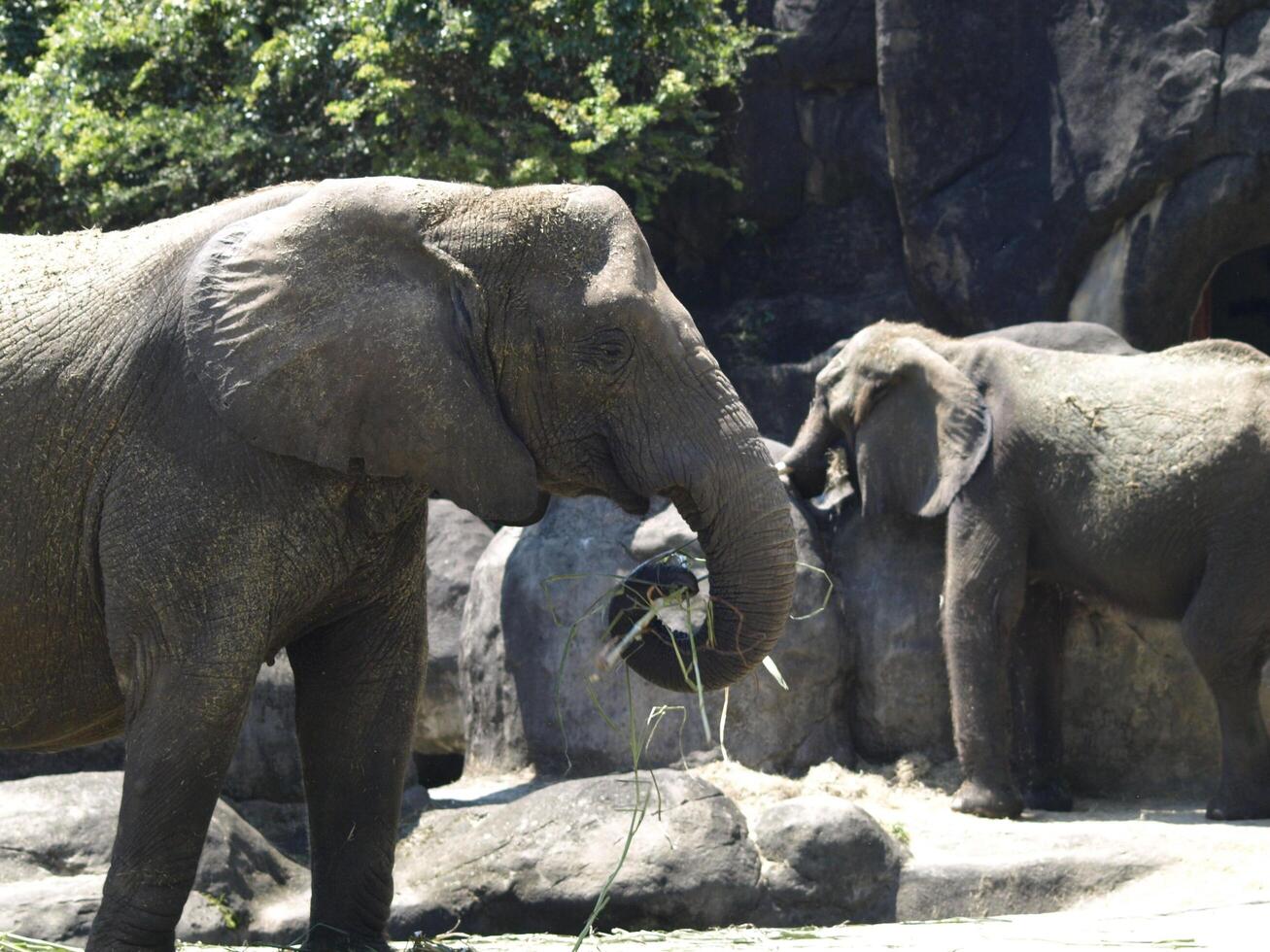 un elefante che mangia erba verde con uno sfondo di elefante sfocato foto