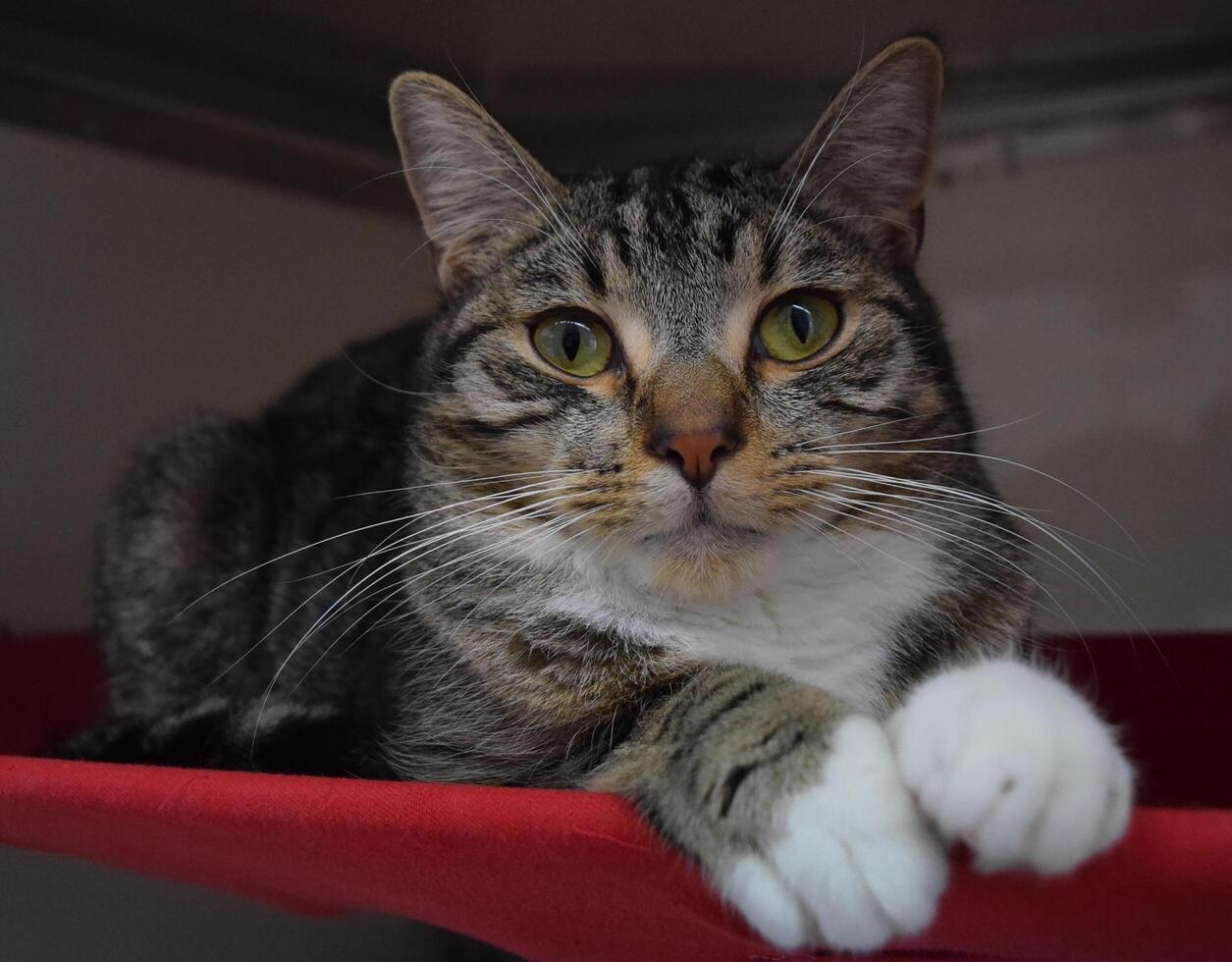 un gatto grigio con una faccia buffa seduto foto