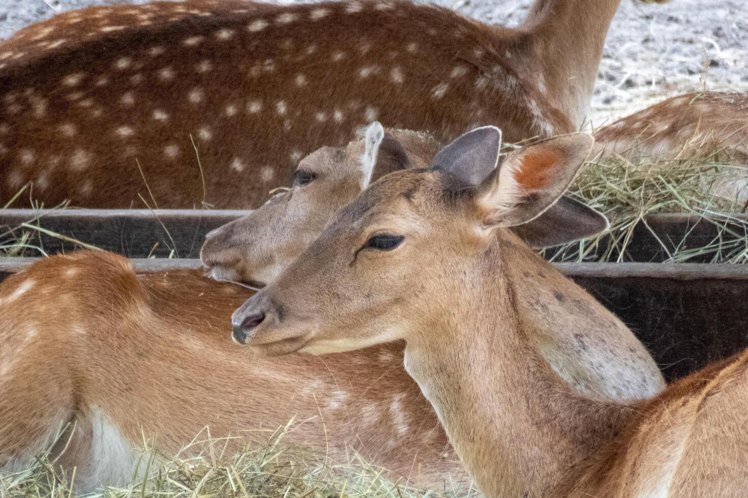 un cervo bruno che mangia erba in una gabbia foto