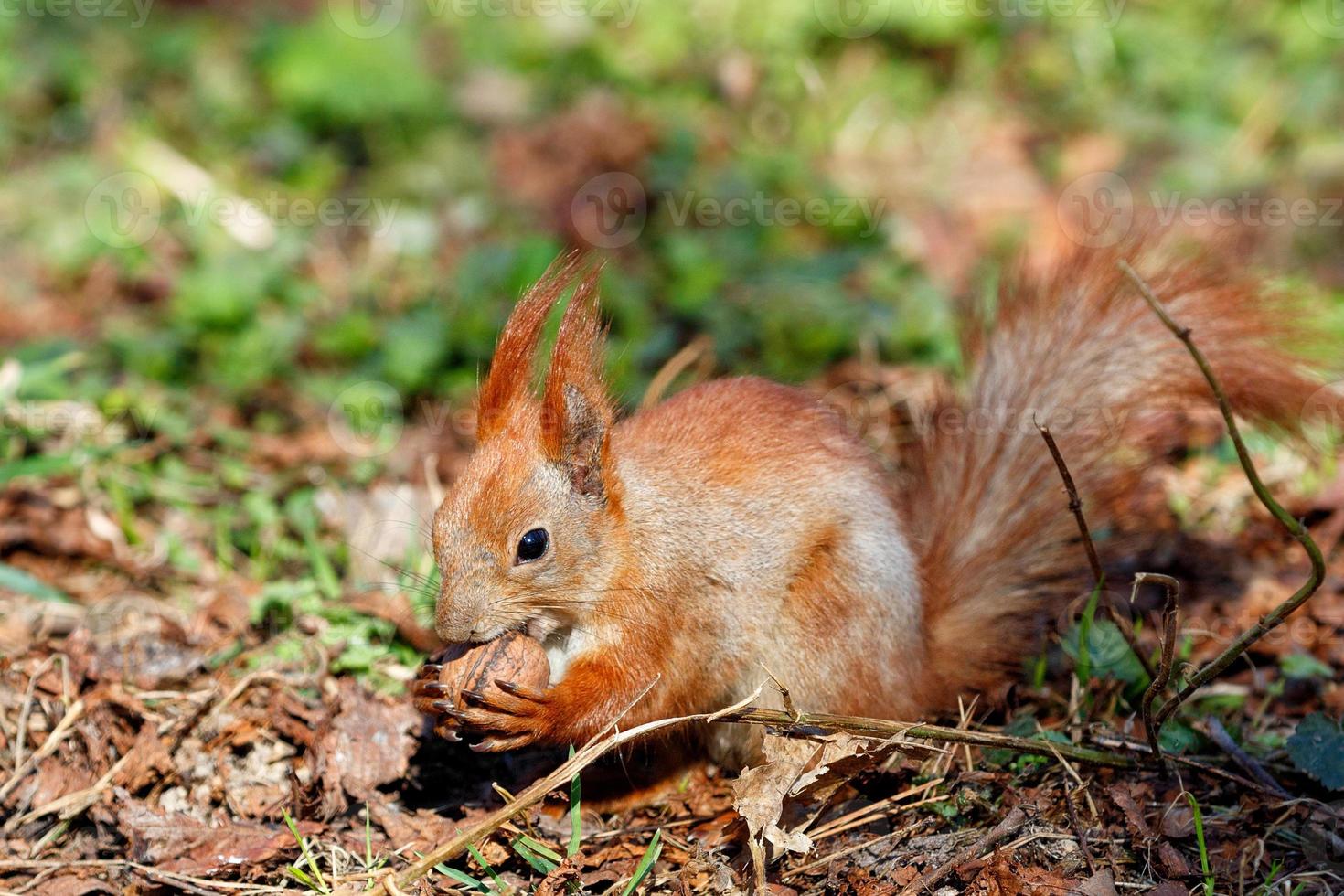 uno scoiattolo arancione tiene una noce tra le zampe e la mastica sullo sfondo delle foglie cadute sfocate. foto