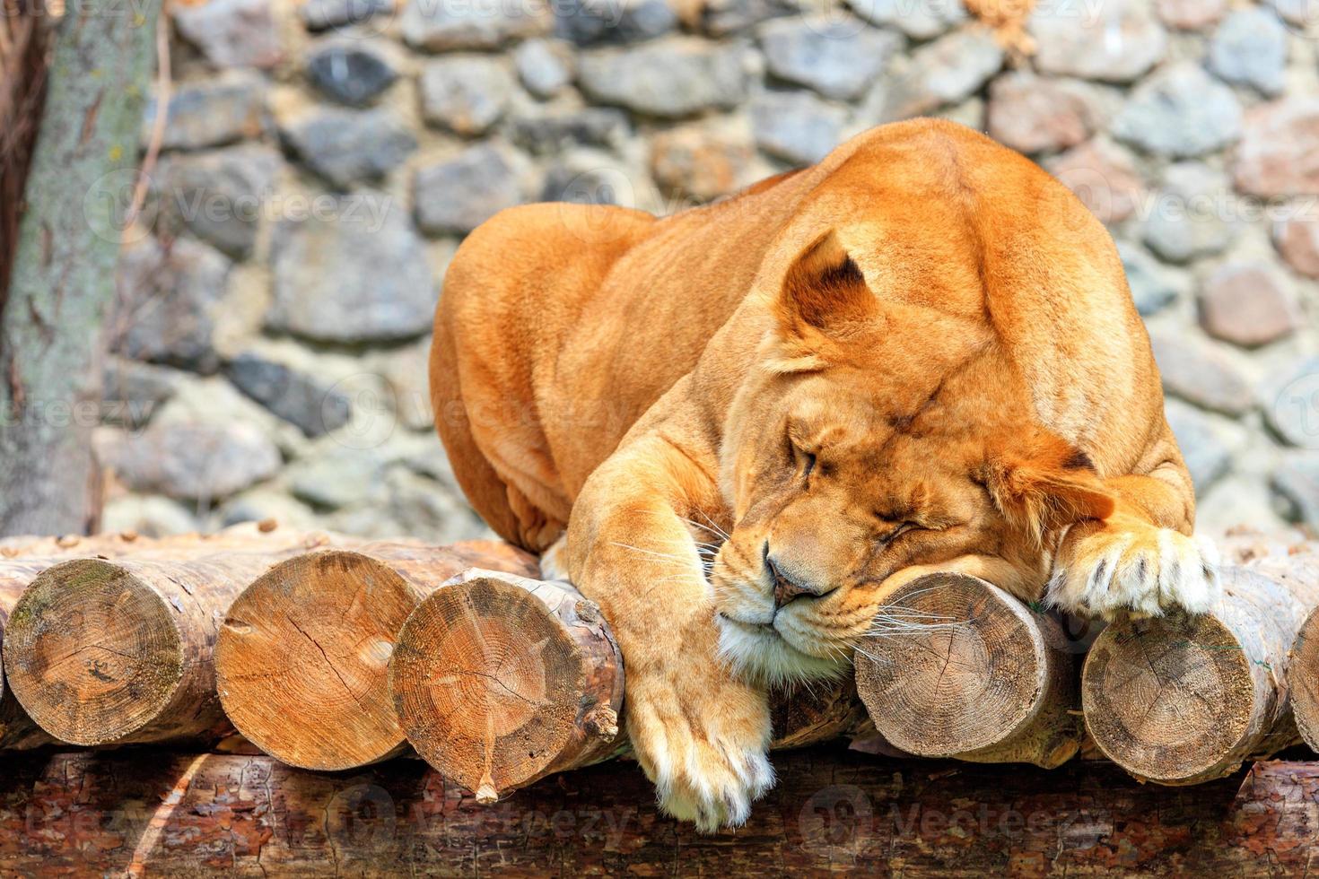 leonessa addormentata su una tavola di tronchi di legno su uno sfondo sfocato di un muro di pietra. foto