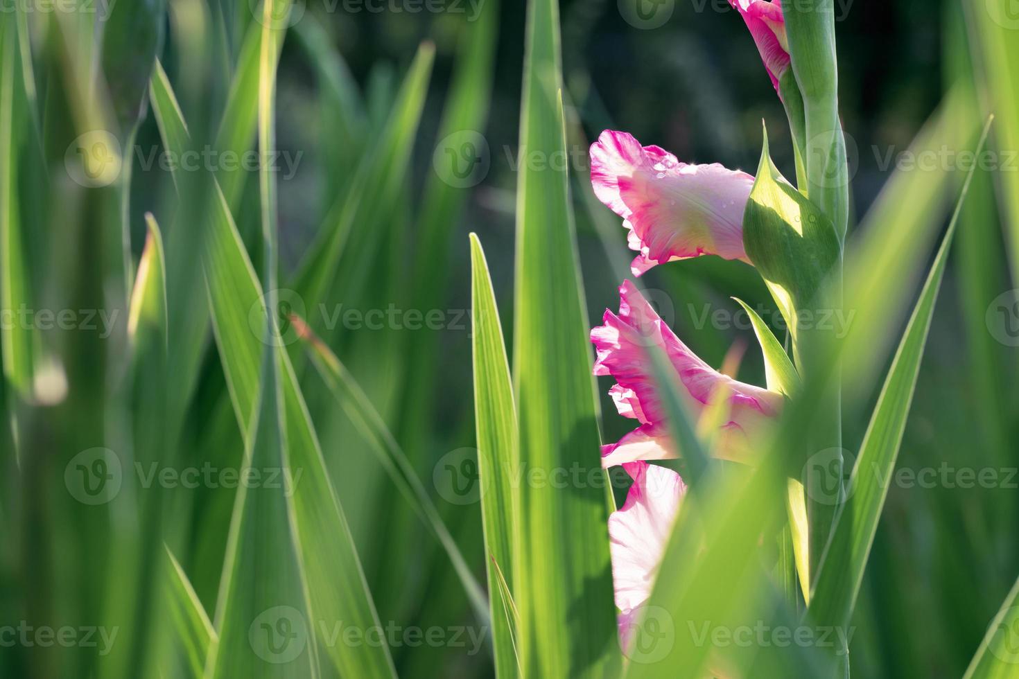 delicato gladiolo viola chiaro in giardino foto