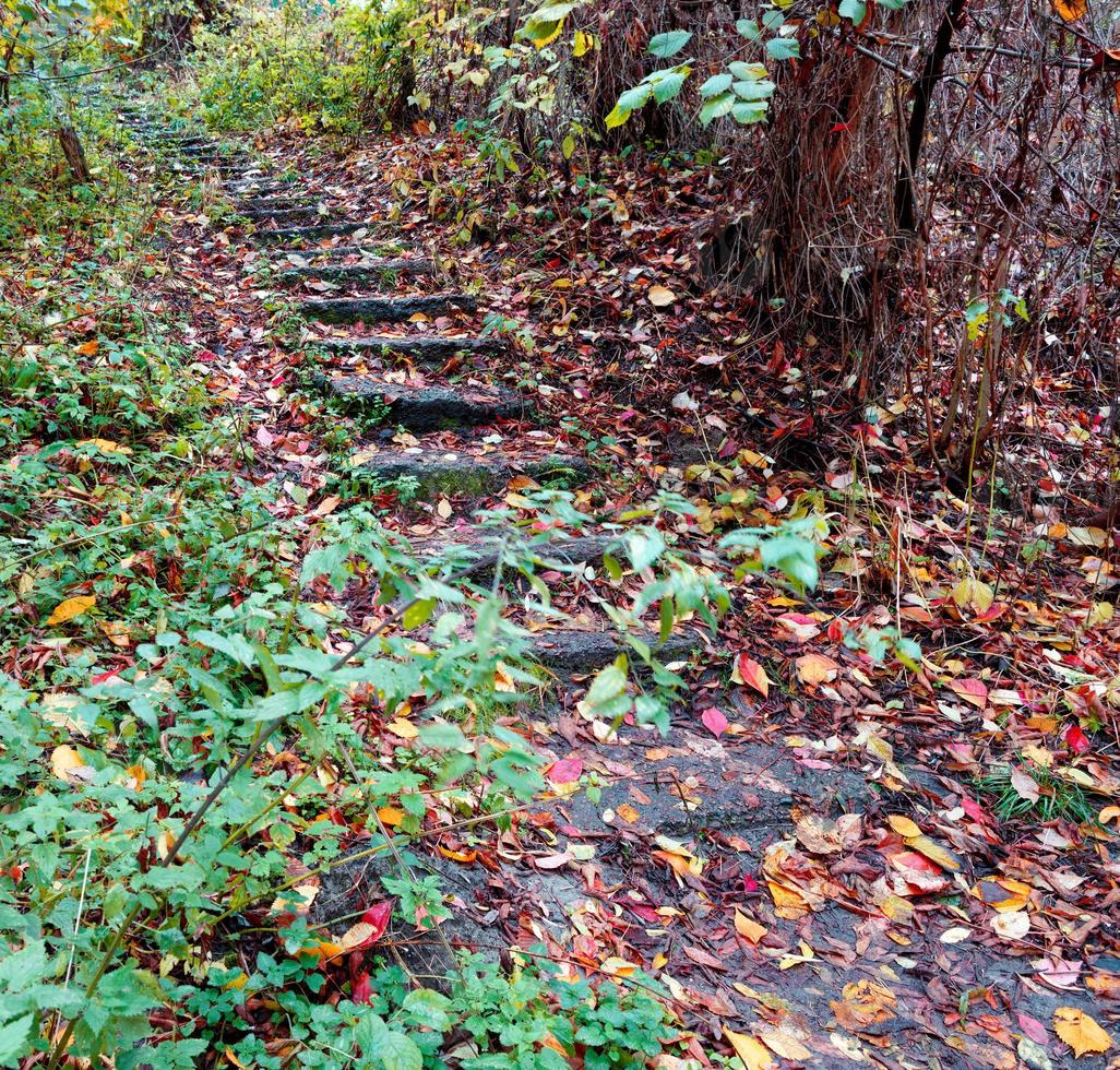 una vecchia scala in pietra nella foresta autunnale sale lungo il pendio. foto