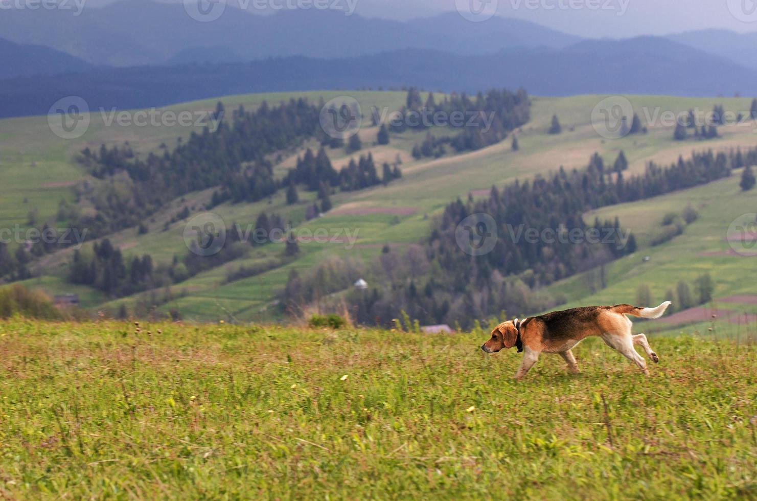 Carpazi. paesaggio di montagna. il cane da caccia prende il sentiero. foto