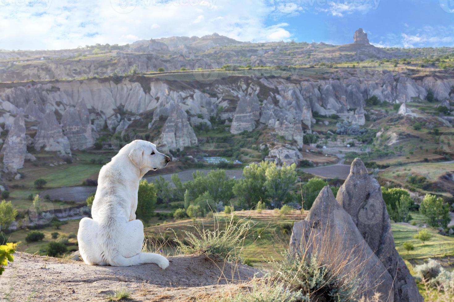 il cane bianco si siede ed esamina il paesaggio montano della cappadocia foto