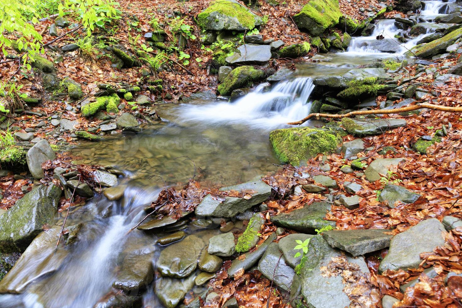 ruscello di montagna nella foresta selvaggia dei Carpazi in primavera foto