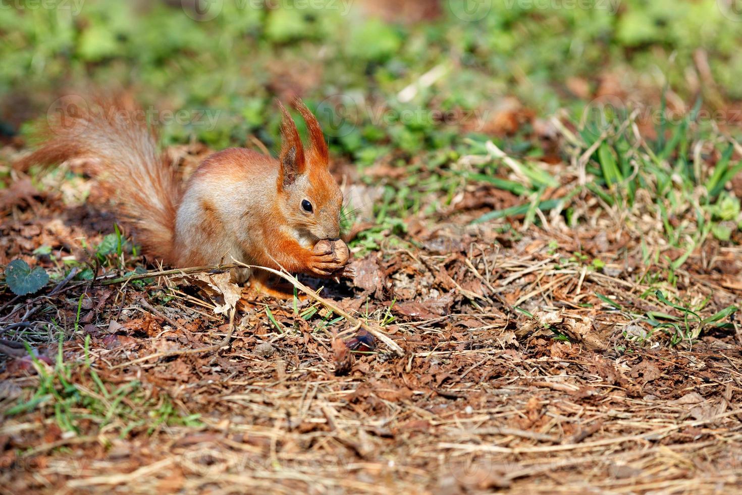 uno scoiattolo arancione ha trovato una noce tra le foglie cadute e la sta masticando. foto