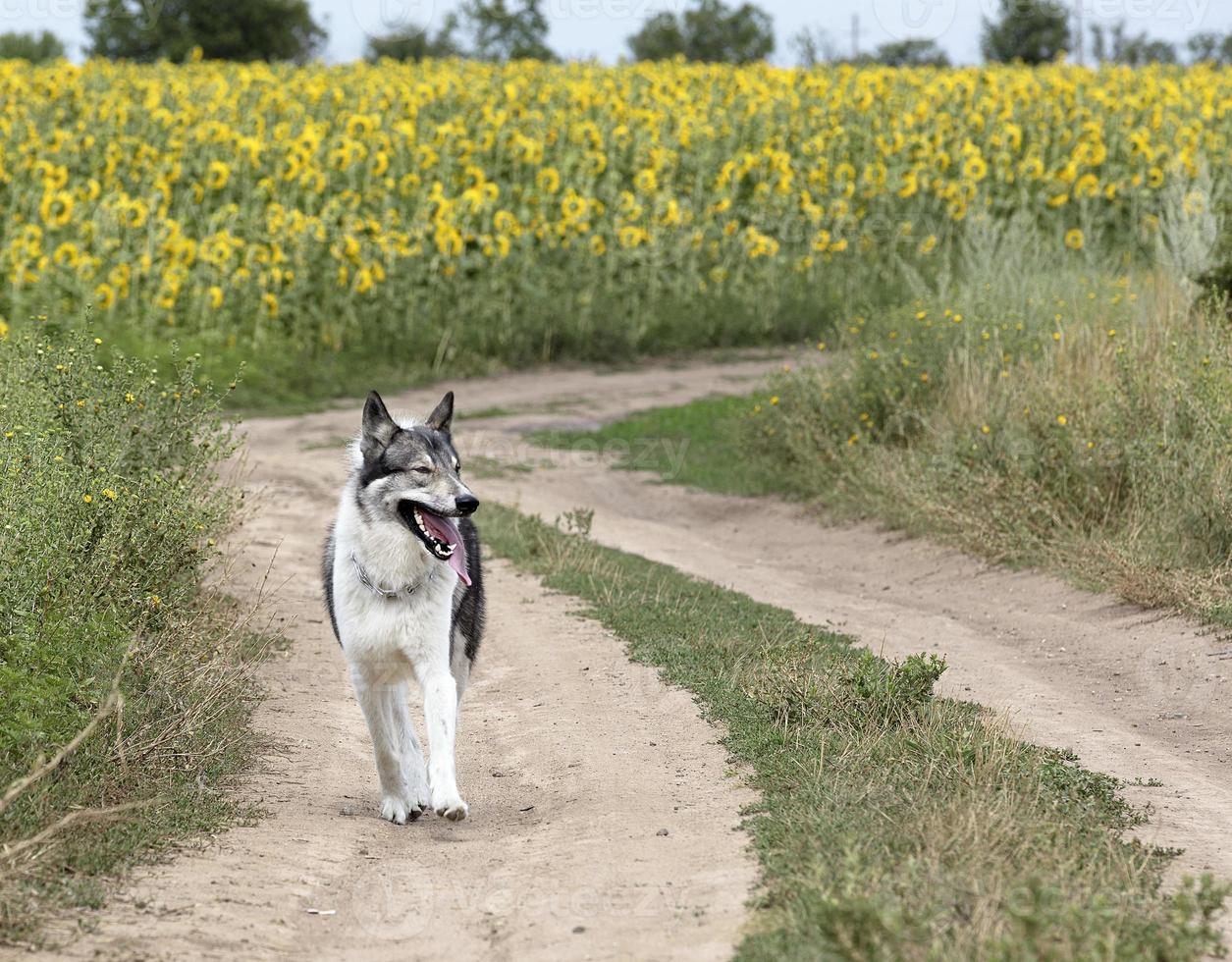 cane da caccia siberian laika all'aperto camminando lungo una strada sterrata foto