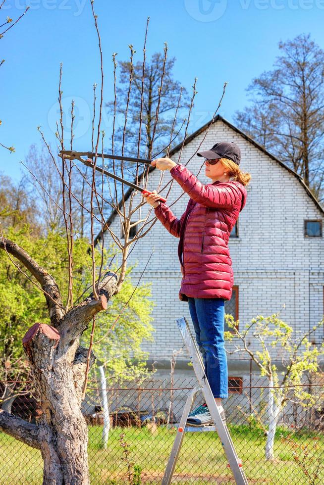 una giovane donna si trova su una scala a pioli in giardino e potatori potatura alberi. foto