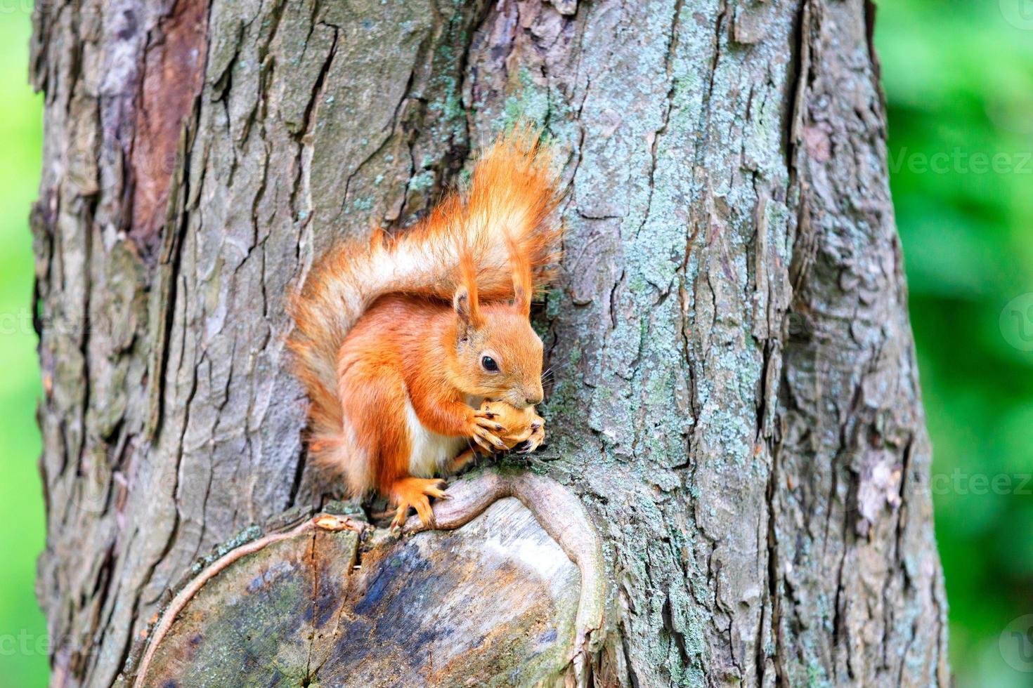 uno scoiattolo arancione si siede su un tronco d'albero e rosicchia una noce. foto