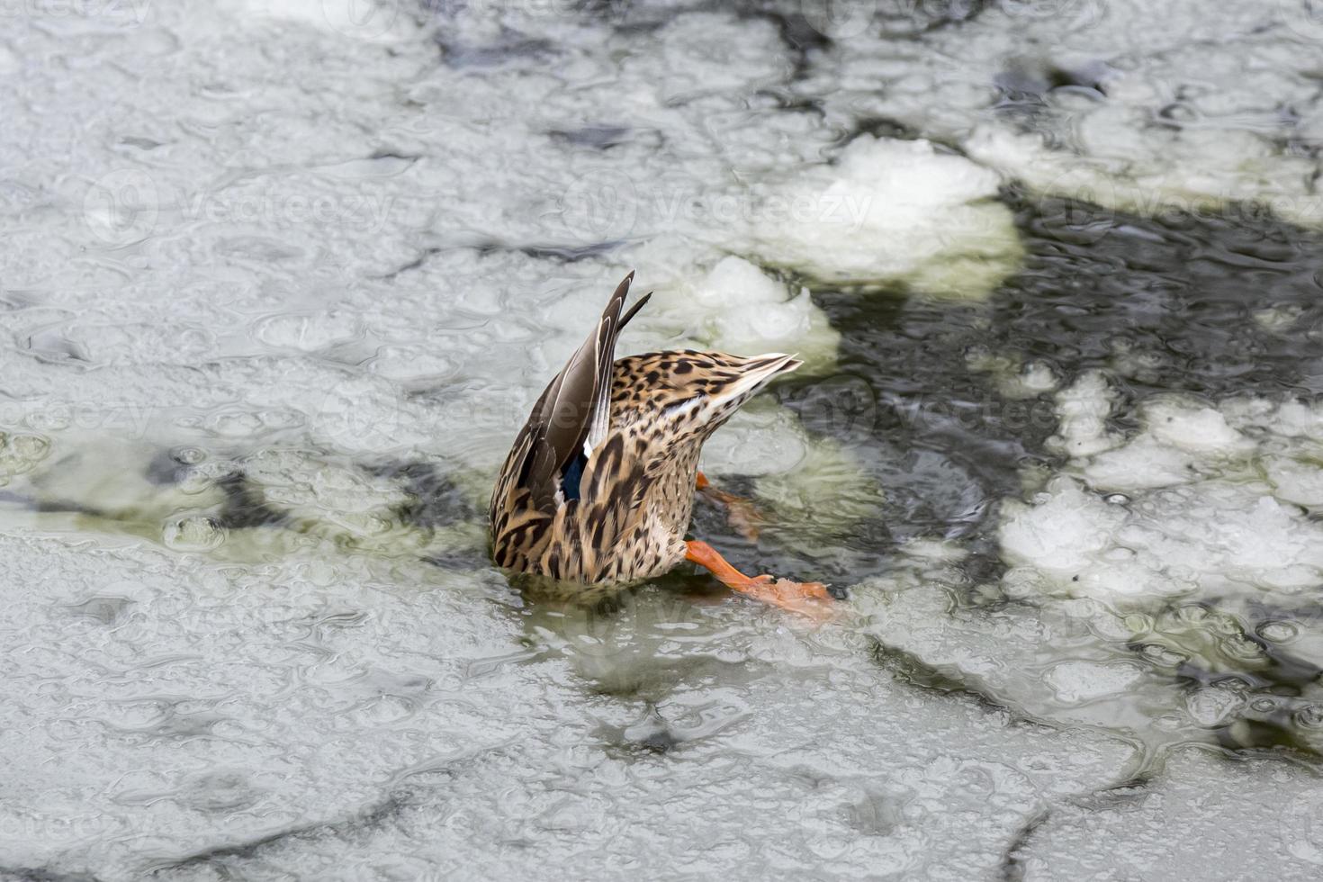 germano reale femmina che gioca, galleggia e starnazza sul laghetto del parco cittadino ghiacciato nel ghiaccio invernale. foto