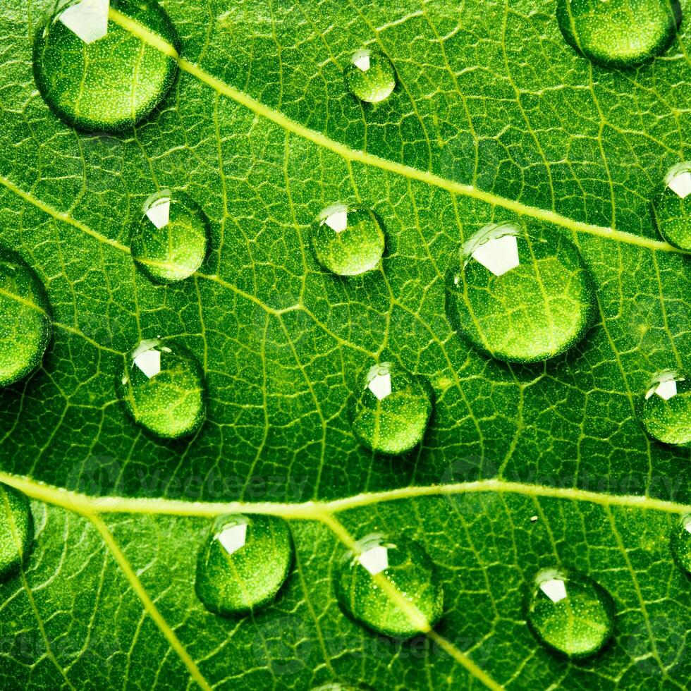 foglia verde bella goccia d'acqua piovana e texture foglia natura su verde naturale. foto