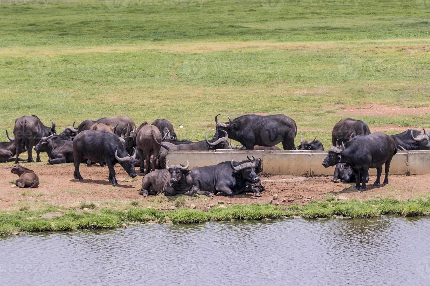 Big Five bufalo africano del capo, parco nazionale di Kruger in Sudafrica. foto