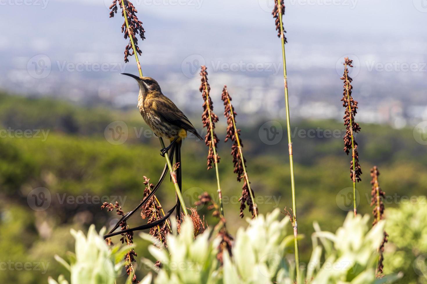 Cape sugarbird seduto su fiori di piante, giardino botanico nazionale di Kirstenbosch. foto