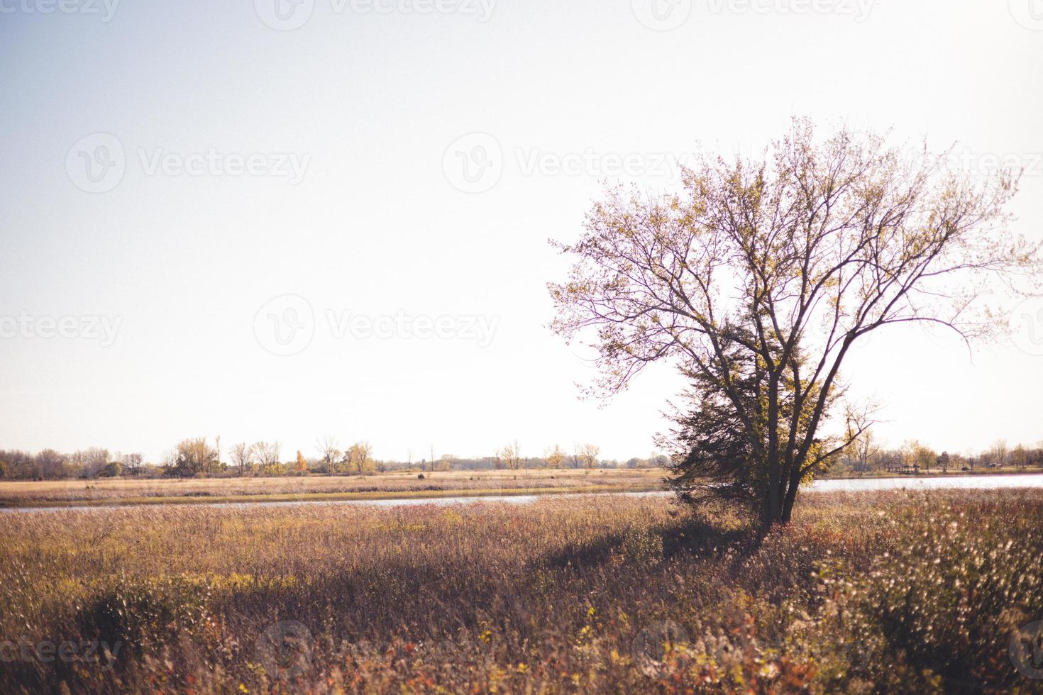 albero senza foglie e pino lungo la sponda del fiume nel Wisconsin occidentale. ombre proiettate sull'erba secca. cielo nuvoloso all'orizzonte. foto