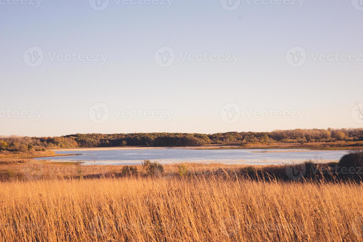 zona paludosa vicino al fiume con erbe dorate che ondeggiano sul bordo dell'acqua. orizzonte blu che porta a una sensazione di calma. apprezzamento della natura. foto