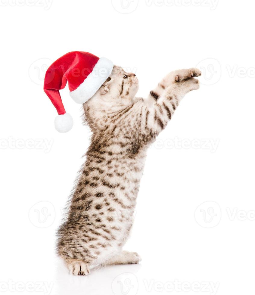 gattino scozzese giocoso in cappello rosso di santa alzando lo sguardo. isolato su sfondo bianco foto