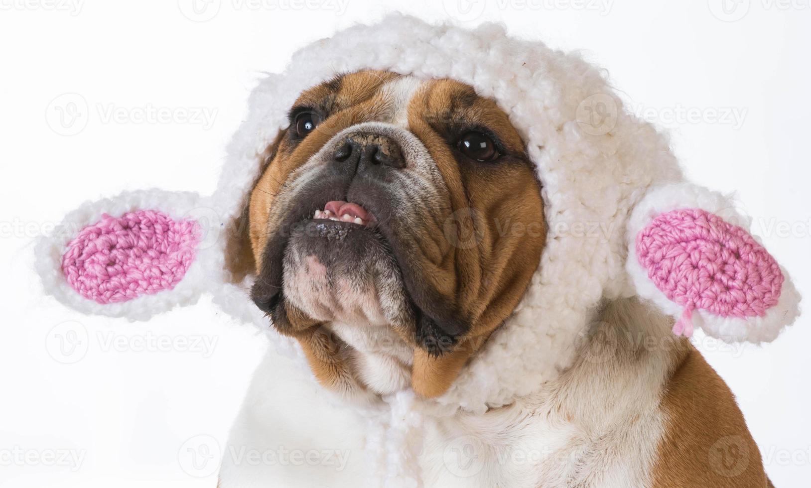 cane vestito come un agnello foto