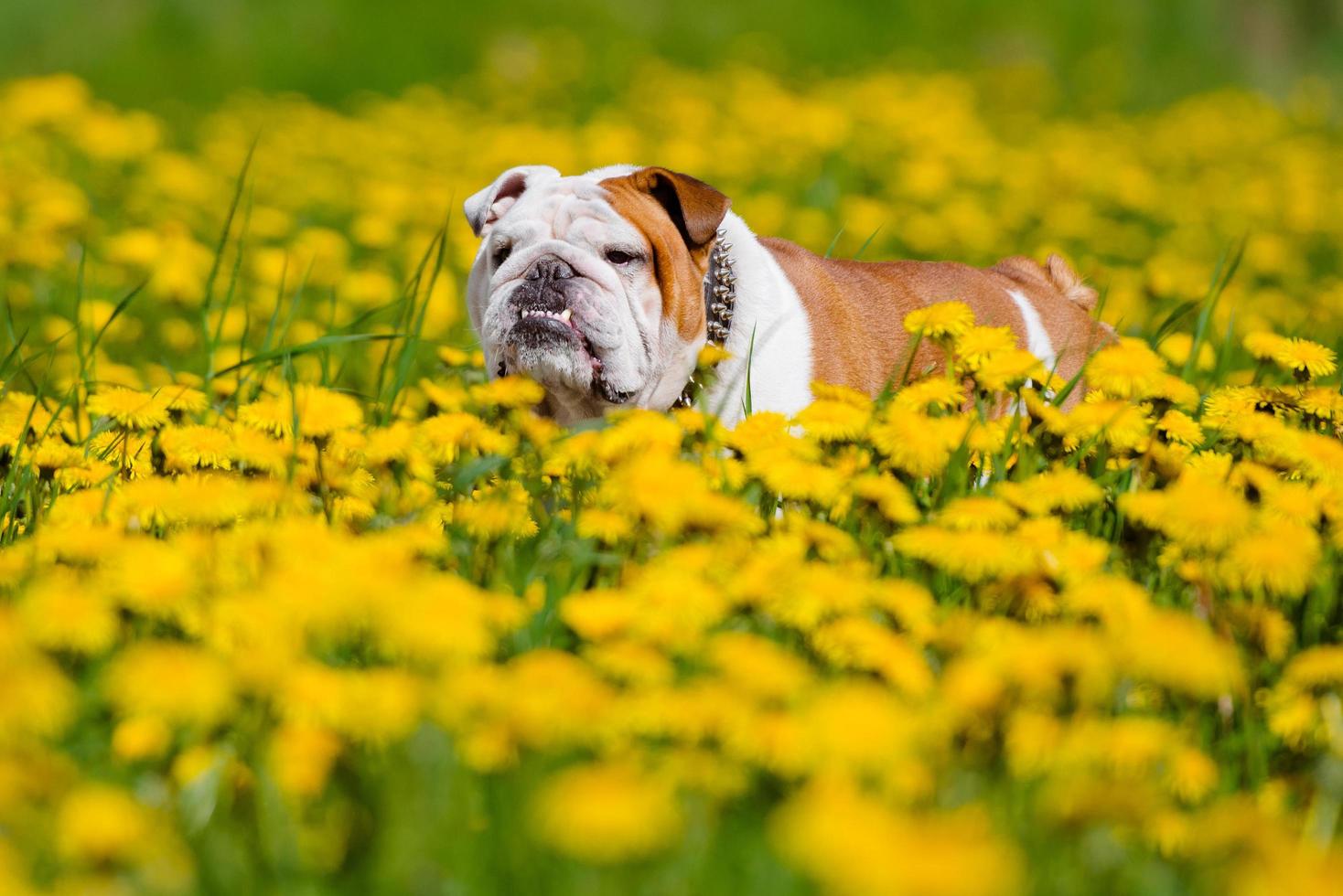 Bulldog inglese cane in piedi sul campo di tarassaco foto