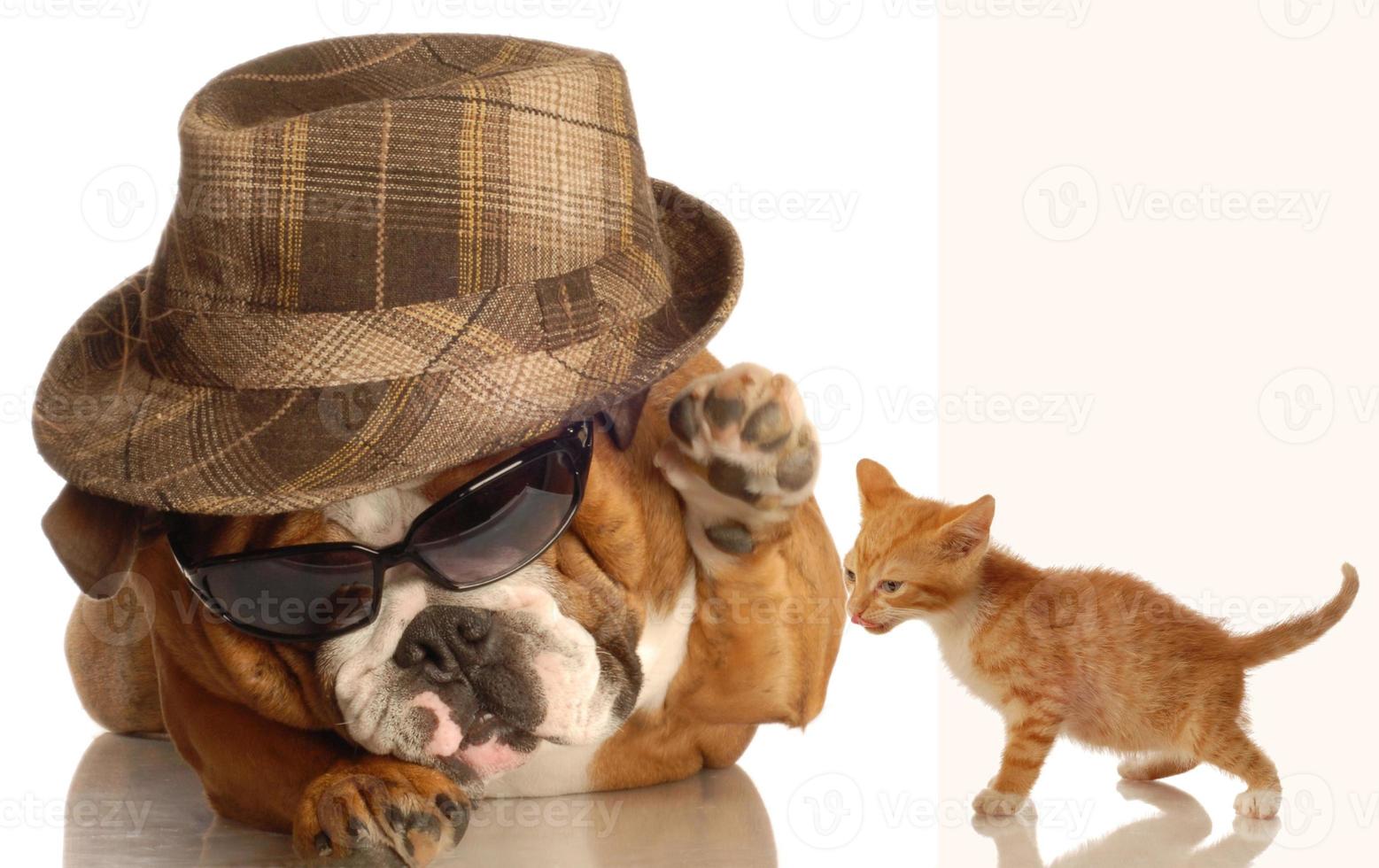 bulldog inglese in occhiali e fedora e gattino foto