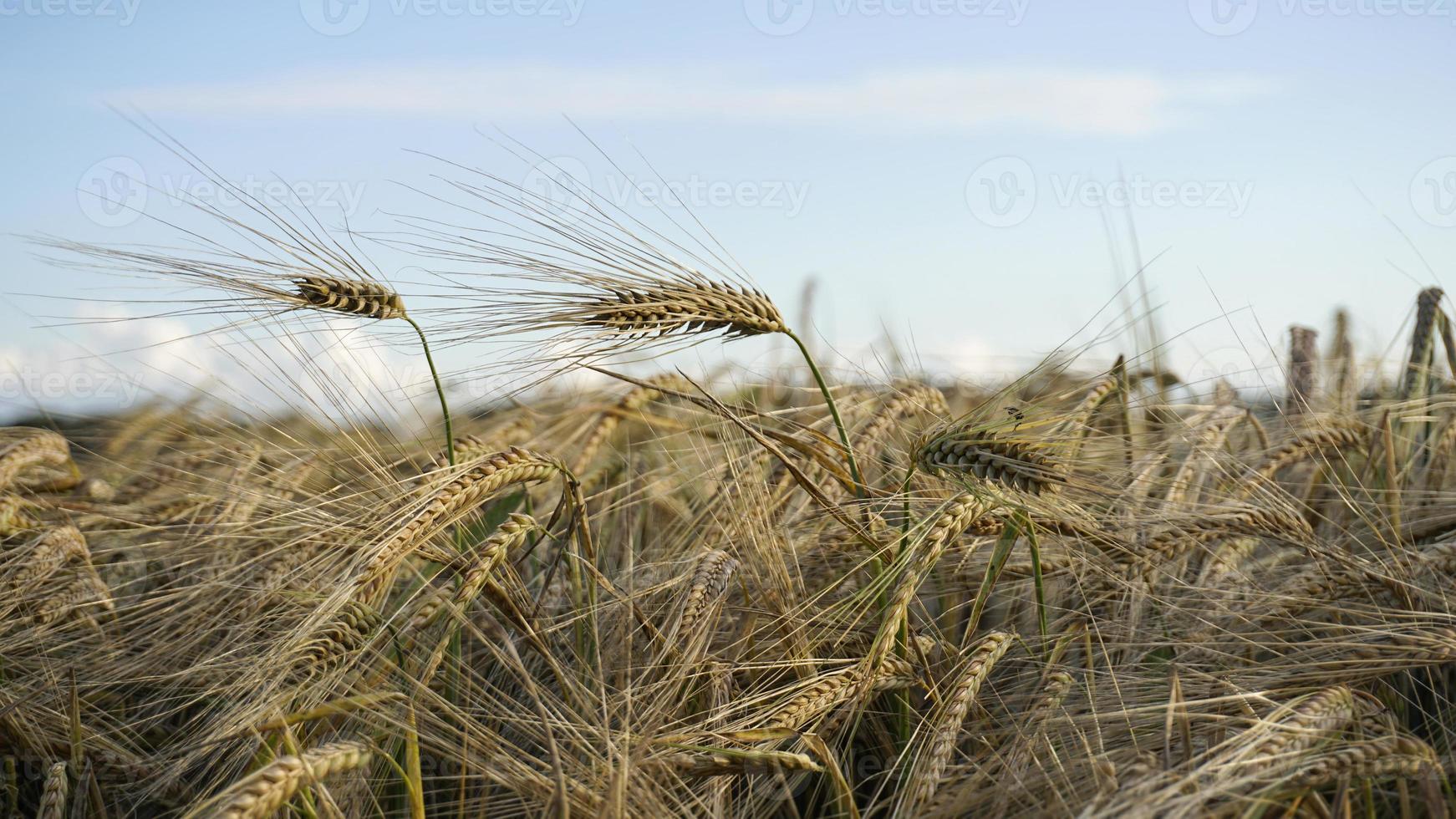 pronto per il raccolto. sfondo del paesaggio naturale rurale. ricco concetto agricolo. primo piano di grano maturo oro. foto