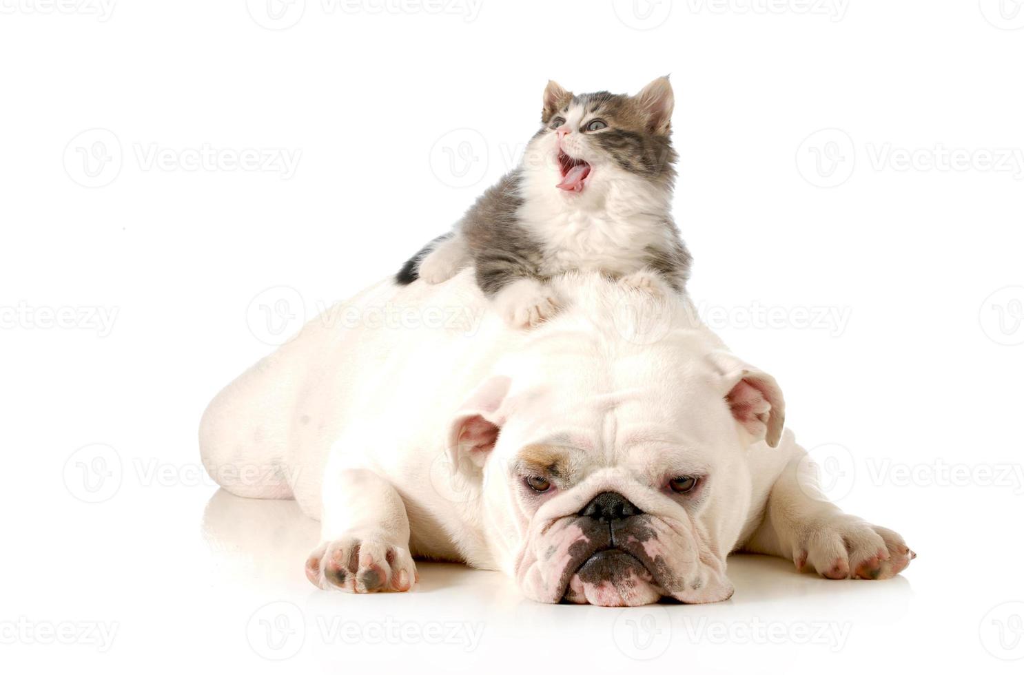 cane e gatto foto