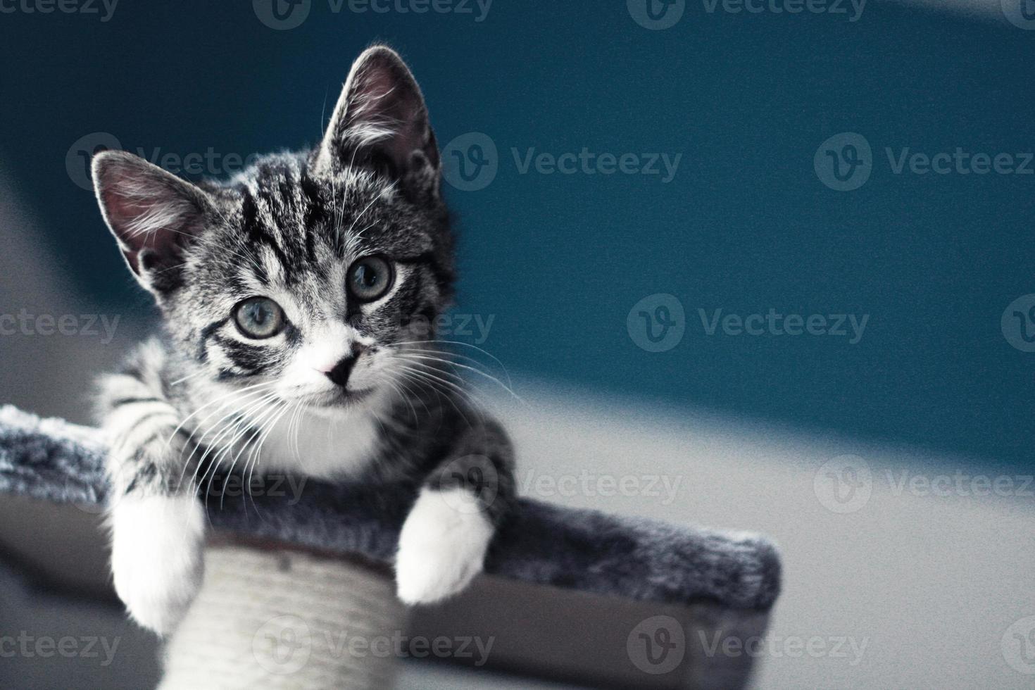 gatto, sfondo divertente gattino giocoso foto