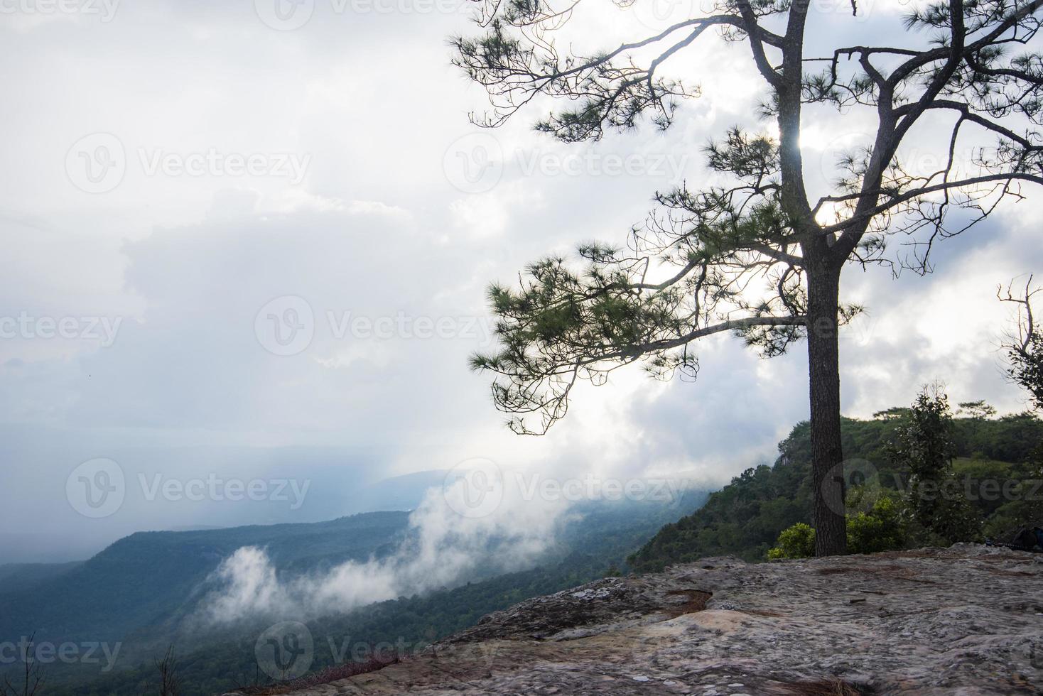 bellissimi pini verdi sulle montagne in thailandia - albero della natura con nebbia nella scogliera del paesaggio invernale con tramonto foto