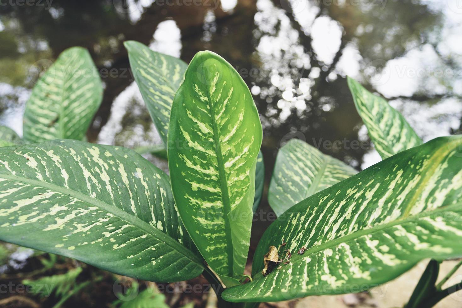 dieffenbachia fiore fresco verde e bianco foglia pianta nel giardino di casa piante ornamentali in vaso, foglie maculate aglaonema pianta da rinvaso concetto foto