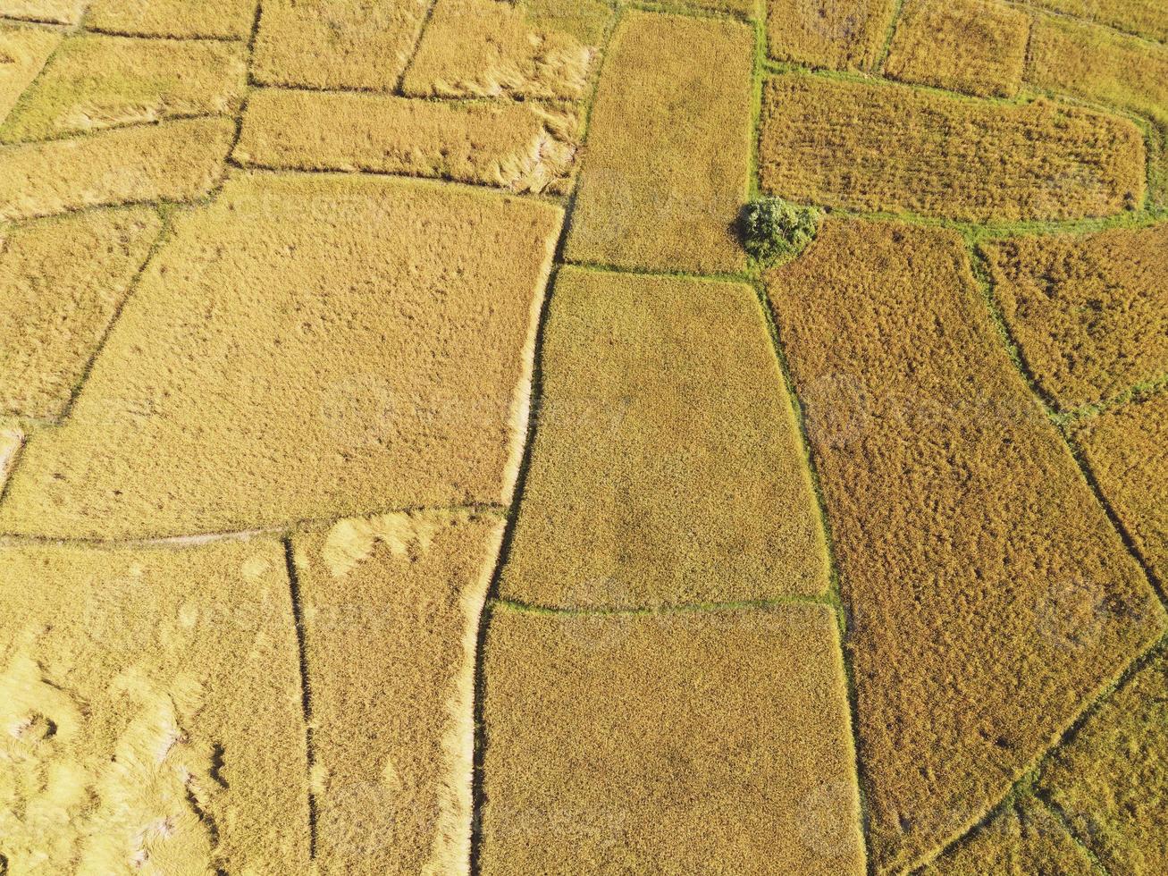 vista dall'alto campo di riso raccolto dall'alto con colture agricole giallo pronto per il raccolto, vista aerea dei campi dell'area del campo di riso natura fattoria agricola, fattoria con vista a volo d'uccello foto