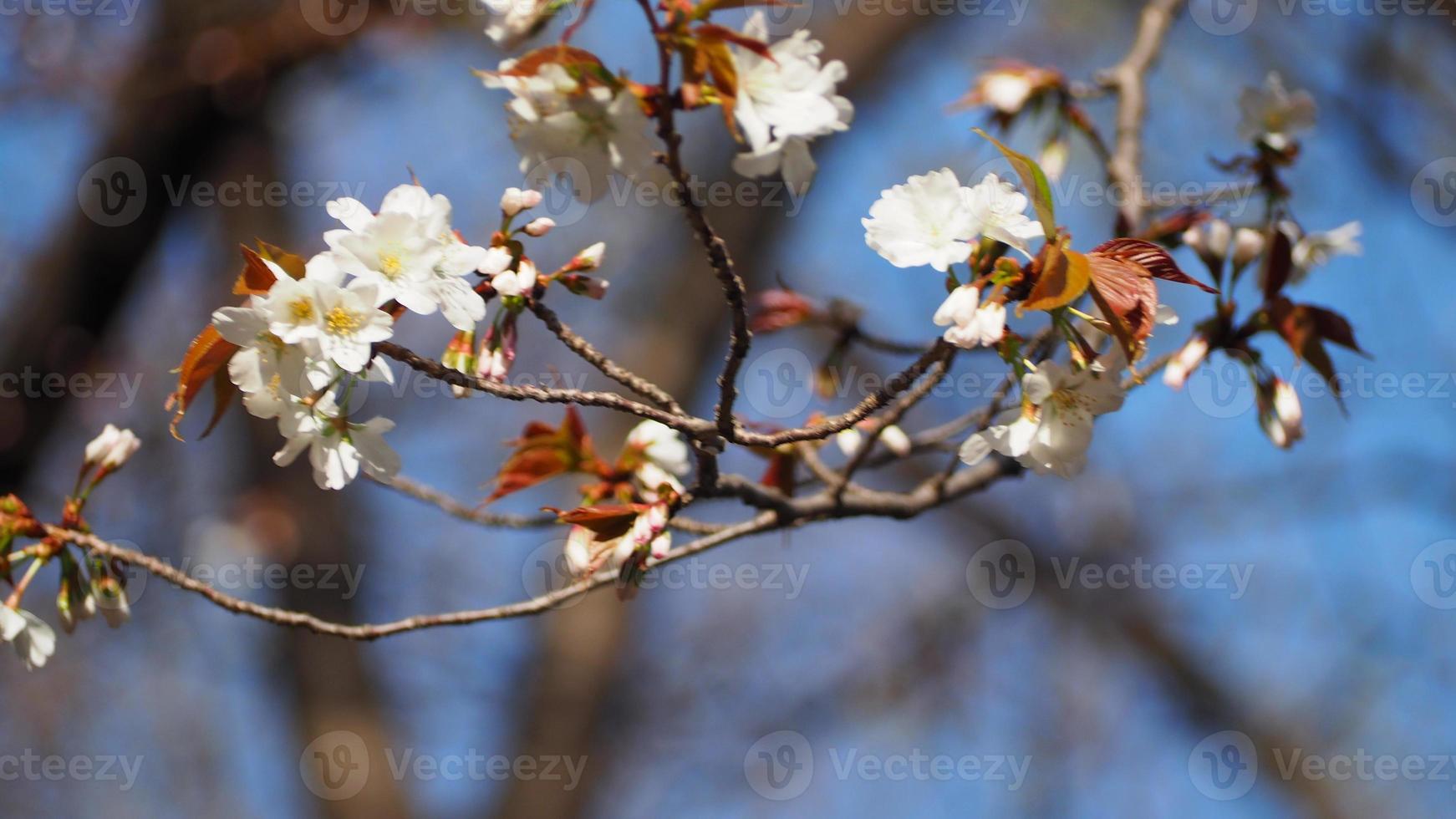 fiori di ciliegio bianchi. alberi di sakura in piena fioritura nel quartiere di meguro tokyo giappone foto