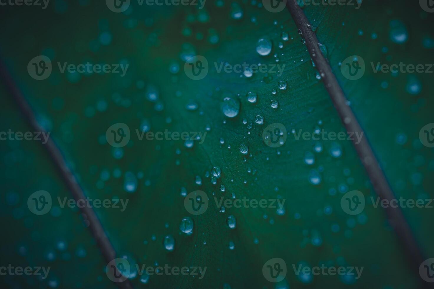 macro gocce d'acqua sulle foglie amano l'ambiente foto