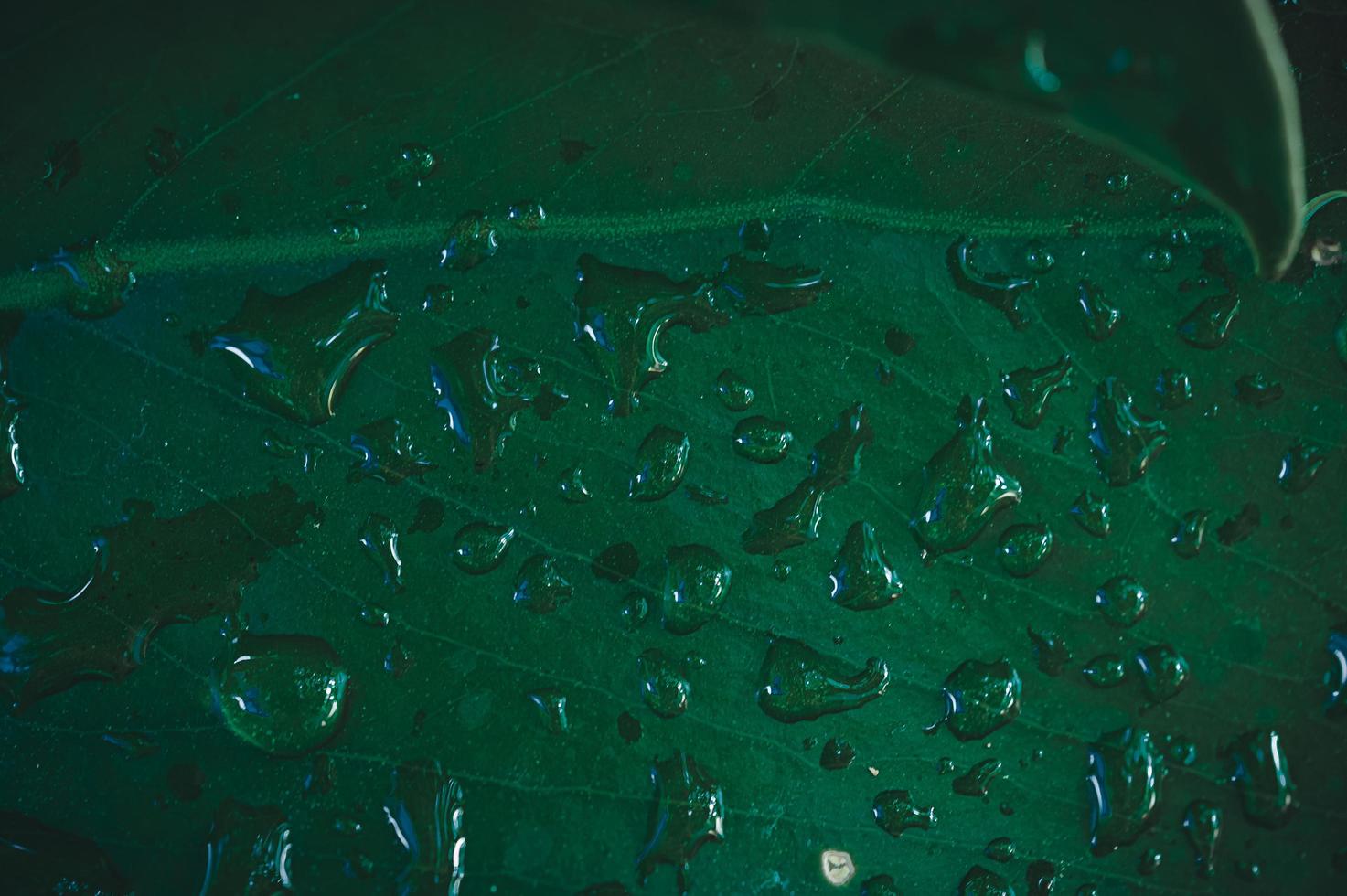 macro gocce d'acqua sulle foglie amano l'ambiente foto