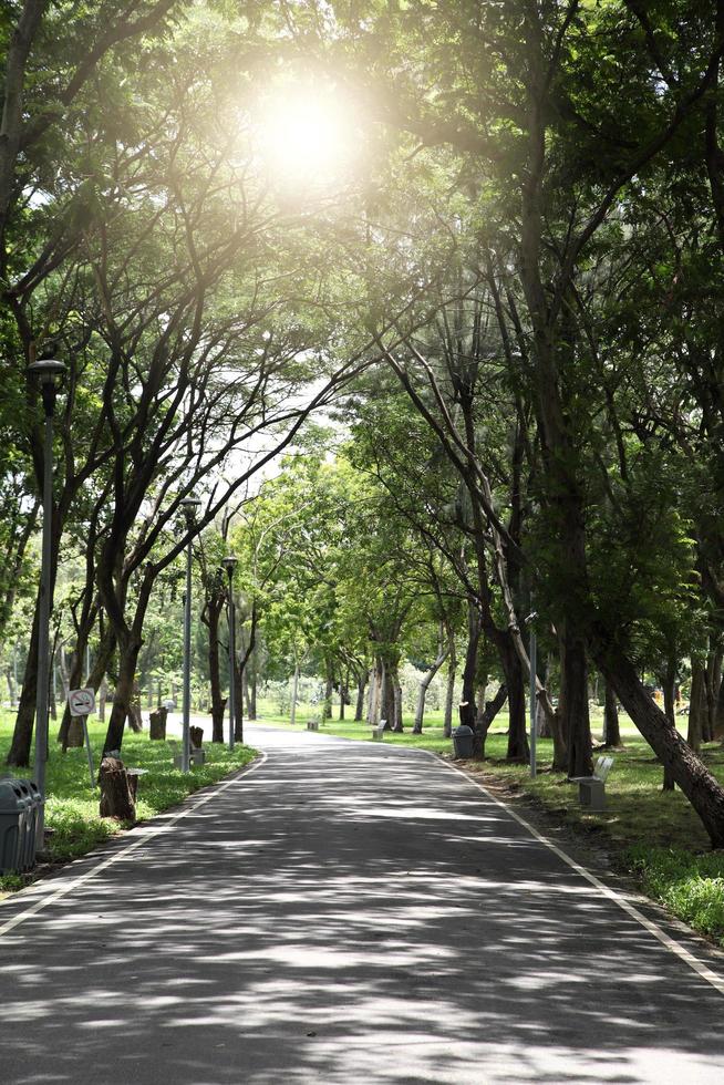 sentiero e alberi per correre o passeggiare nel parco foto