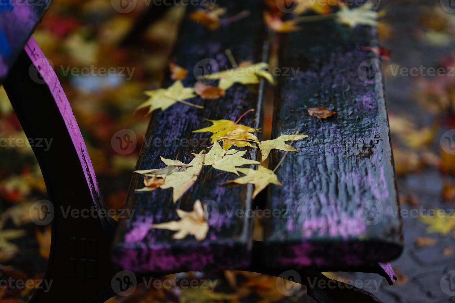 foglie gialle autunnali su una panchina bagnata foto
