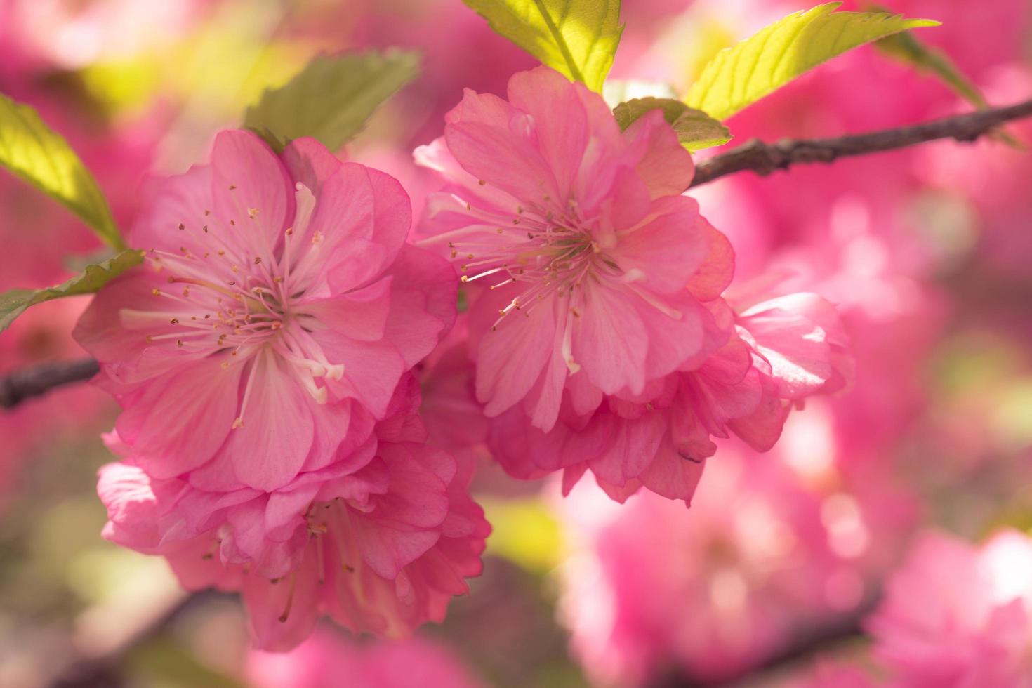 delicato sfondo floreale rosa con fiori di sakura. foto