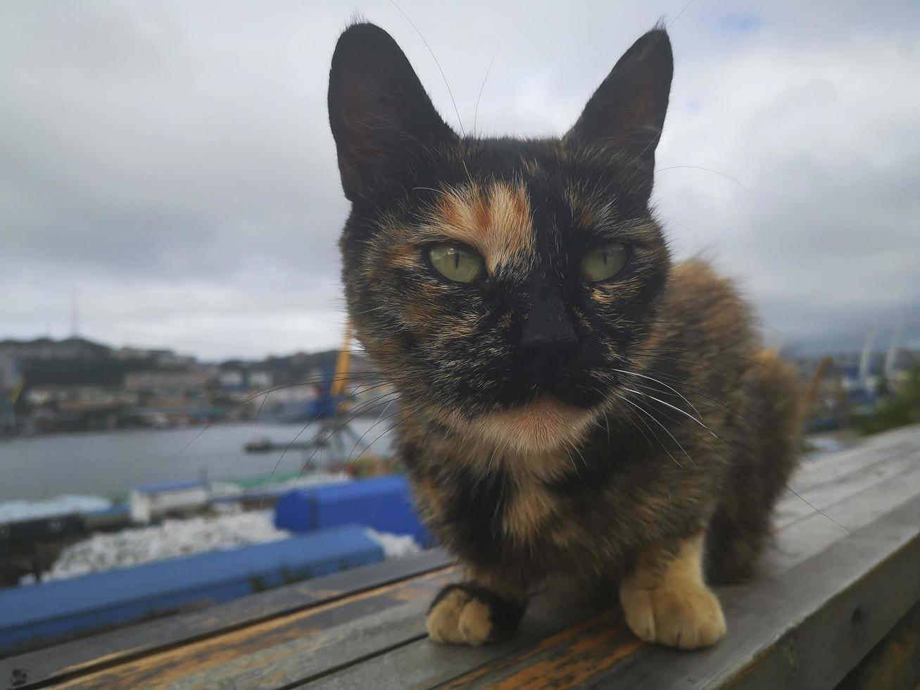 gatto di strada tricolore sullo sfondo del porto sea foto